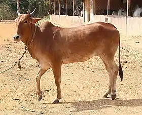 vache red kandhari