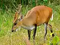 Cerf aboyeur mâle (Muntiacus muntjak curvostylis)