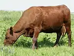 Photo couleur d'une vache unie rouge sans cornes montrant une allure mixte avec conformation viandeuse et mamelle développée.