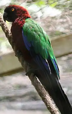 Description de l'image Red Shining-parrot.jpg.