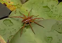 Dolomedes triton