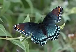 L. a. astyanax, face dorsale.