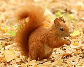 La couleur rousse à brune de l'écureuil le rend discret en automne dans les feuillus et au sol lorsqu'il enterre ses graines ou mange des champignons souterrains, chaque individu semblant par ailleurs avoir des préférences alimentaires marquées ; ici en Pologne (Parc Lazienki, Varsovie).