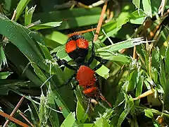 Dasymutilla occidentalis