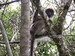 Description de l'image Red colobus kibale.JPG.