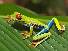 Une rainette aux yeux rouges (Agalychnis callidryas) au Costa Rica.