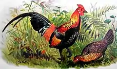 Description de l'image Red junglefowl hm.jpg.