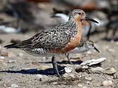 Bécasseau maubèche (Calidris canutus)