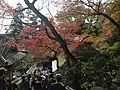 Des feuilles d'érable de Daikōzen-ji