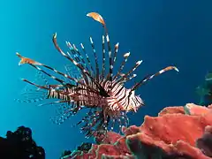 Pterois volitans