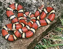 Une imitation inoffensive : la couleuvre faux-corail (Lampropeltis triangulum). C'est un exemple de mimétisme batésien.