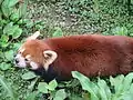 Panda rouge