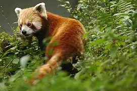 Panda roux (la mascotte de l'État) au zoo de Gangtok.