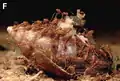 Fourmis rouges s’alimentant sur un cadavre d’escargot géant africain (Lissachatina fulica).