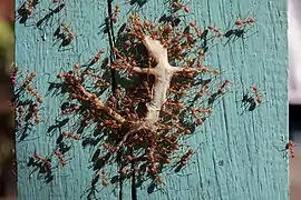 Fourmis rouges transportant un Gekkota mort, sur une poutre, au Laos. Octobre 2017.