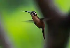 Description de l'image Reddish Hermit.JPG.