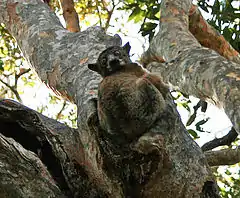 Description de l'image Redtailed sportive lemur.jpg.