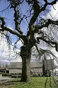 Ulmus glabra 'Pendula', Redu (Belgique).