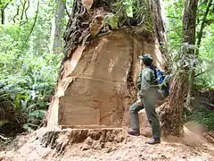 Vandalisme d'un séquoia pour vol d'un broussin, au Redwood National Park, Californie, États-Unis.