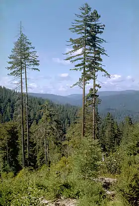 Séquoias à feuilles d'if dans le Parc national de Redwood.