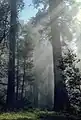 Le tronc vertical orthotrope de Sequoia sempervirens peut dépasser 100 m de haut.  En revanche, ses branches plagiotropes plongent en direction du sol.