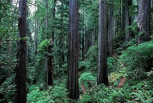 Une forêt de grands arbres.