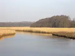 Les roselières de la Lymington.