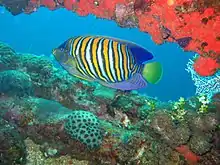 Photo d'un poisson aux couleurs multiples parmi des coraux de couleurs diverses