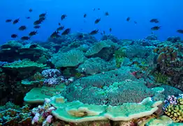 Assemblage corallien sur l'atoll de Palmyra, avec plusieurs espèces de Porites.