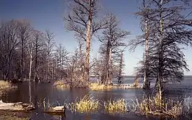 Image illustrative de l’article Lac Reelfoot