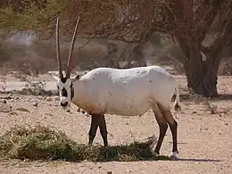 Oryx d'Arabie dans la réserve de Hai Bar en Israël.