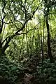 Forêt tropicale à ’Eua.