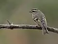 Roitelet à couronne dorée