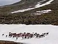 Caribou, gibier terrestre important pour les Béothuks et les Mi'kmaqs. Paysage tel qu'il a pu être au début de la déglaciation