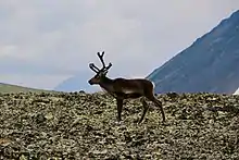 Un renne sur un terrain rocailleux.