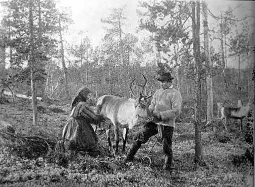 Traite à la main par des Kvènes à Muotkavaara (en), près de Sør-Varanger (Norvège). Photographie d'Ellisif Wessel (en) de la fin du XIXe siècle et située à l'écomusée de Norvège.