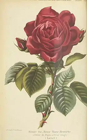 Image illustrative de l’article Reine Marie-Henriette (rose)
