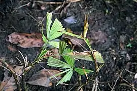 Reinhardtia gracilis, une Reinhardtieae