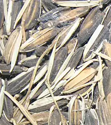 Riz africain brut (ou riz paddy), avec sa balle non comestible.