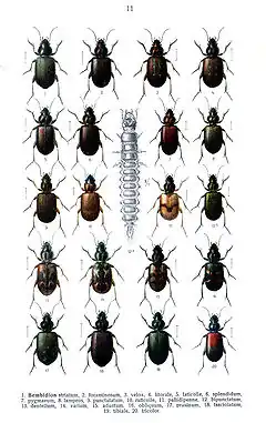 Description de l'image Reitter Bembidion1.jpg.