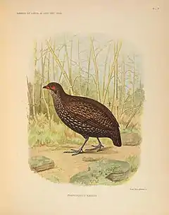 Description de l'image Remarques sur l'ornithologie de l'État indépendant du Congo (Pl. X) (7164291988).jpg.