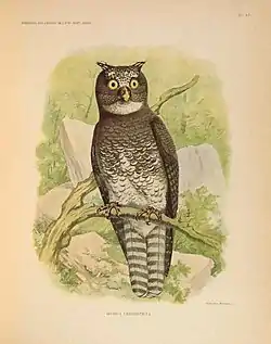 Description de l'image Remarques sur l'ornithologie de l'État indépendant du Congo (Pl. XI) (7164292588).jpg.