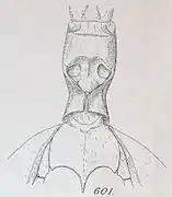 Dessin de la face sternale du thorax d'un spécimen mâle.