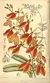 Planche :  Renanthera imschootiana.