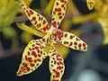 Renanthera monachica.