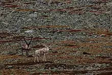 Deux rennes sur un terrain rocheux.
