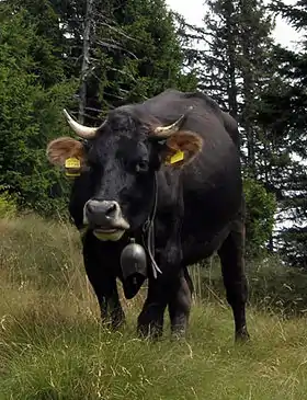 Vache noire de face. Elle a un mufle noir cerclé de blanc, des oreilles claires pelucheuses et de courtes cornes ouvertes en croissant.