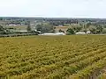 Le vignoble