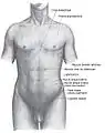 Repères anatomiques simples du thorax et de l'abdomen.
