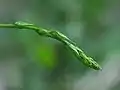 extrémité verte d'une plante grimpante herbacée.
